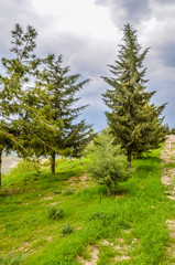Fototapeta na wymiar Beautiful trees in the mountains of northern Iraq