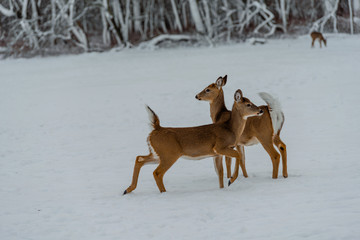 Deers in winter