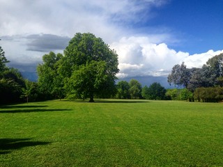 lonely oak in the park