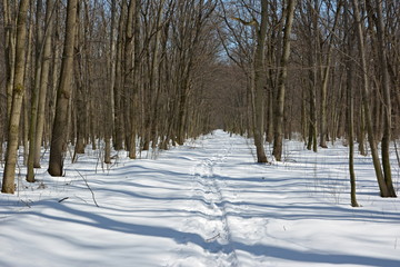 Road in the winter forest.