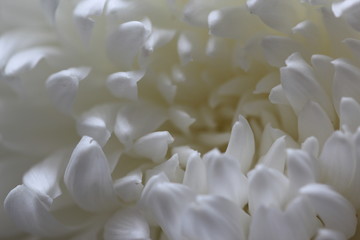White flower. Macrophotography