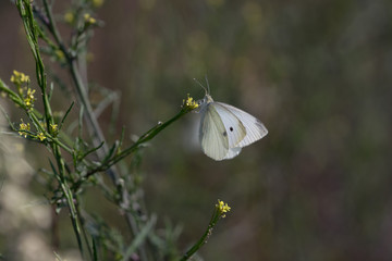 Schmetterling 
