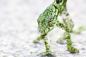 green chameleon walking on the ground
