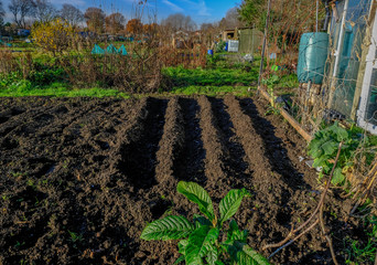 Furrows created in an allotment garden.