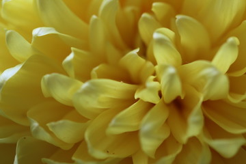 Yellow flower. Macrophotography