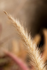 Obraz premium Flora Grasses at garden