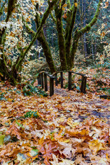 autumn in the woods