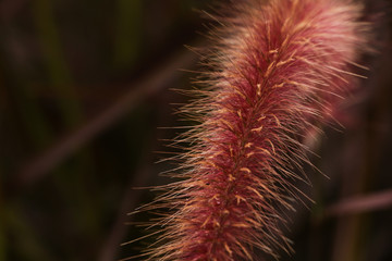 Flora Grasses at garden