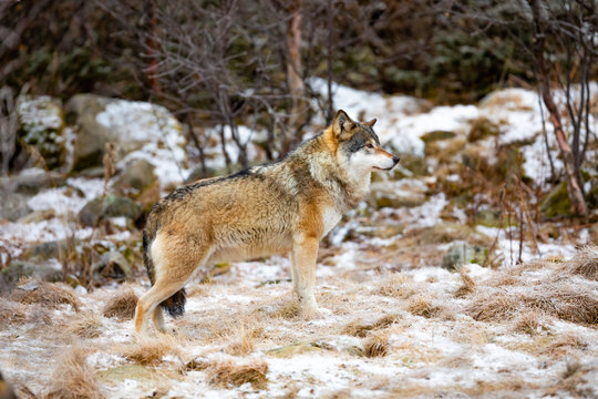 Fototapeta Beautiful male wolf standing in the forest looking for prey