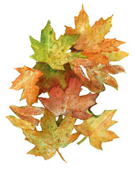 Composition with autumn maple leaves. Watercolor hand drawn painting illustration isolated on a white background