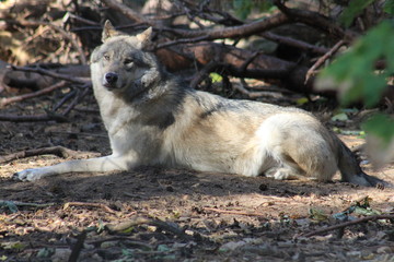 Wolf
