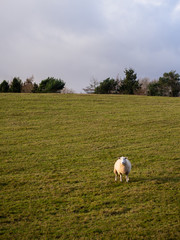 Sheep / Lamb on the Welsh Countryside in Brecon Beacons, Wales