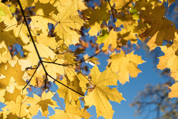 Fototapeta na wymiar Blätter, Herbst, himmel