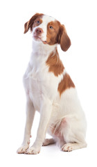 Brittany spaniel on a white background