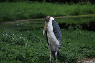 a marabou stork in a zoo