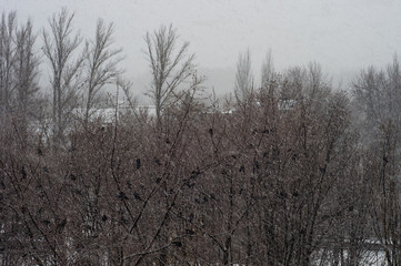 Winter landscape - snow storm, snow covered trees and black birds