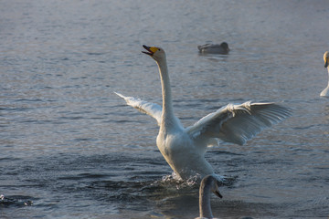 Beautiful white whooping swans swimming in the nonfreezing winter lake. The place of wintering of swans, Altay, Siberia, Russia.