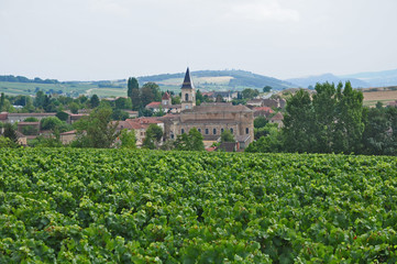 Fototapeta na wymiar I vigneti del villaggio di Igè - Borgogna - Francia