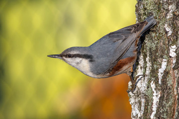 Eurasian Nuthatch (Sitta europaea)
