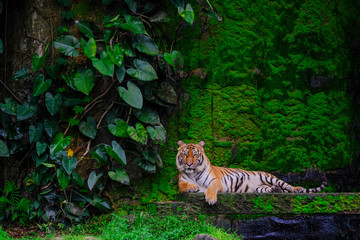 Fototapeta na wymiar Bengal tiger resting Near with green moss from inside the jungle zoo .