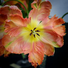 parrot tulip