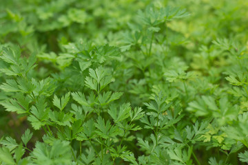 growing green parsley with copy space.