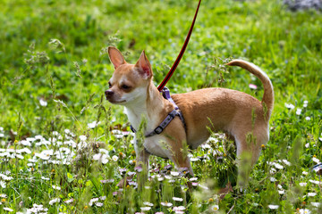 shorthair deer head chihuahua