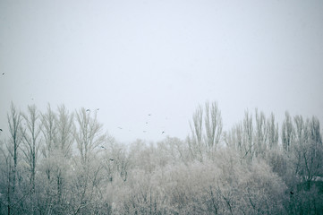 Winter landscape - snow storm, snow covered trees and black birds