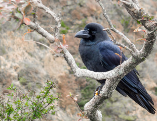 Black crow bird stand on tree branch