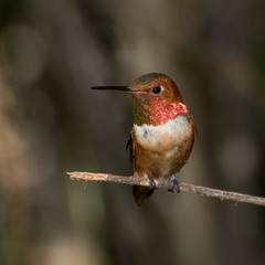 Male Rufous Hummingbird Perched on a Twig