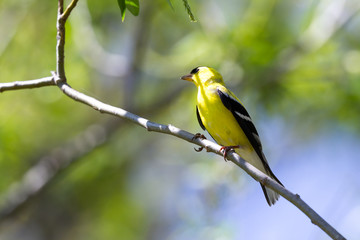 American goldfinch - Spinus tristis