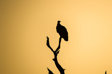 Vulture Silhouette