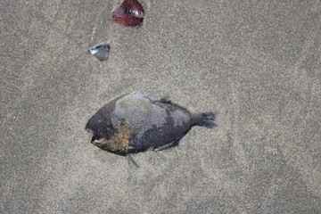 Fototapeta na wymiar dead fish