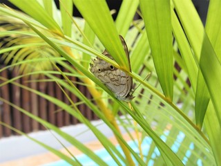 Borboleta