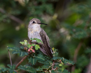 Coquettish Female Hummingbird Perched within a Fairy Duster Plant