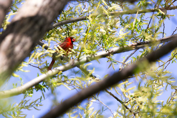 American male cardinal