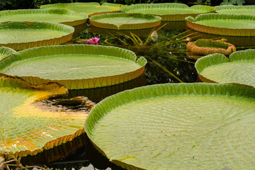 Giant lily pad