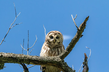 BARRED OWL