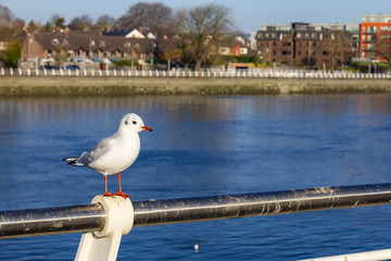 Seagull resting  in Shannon river