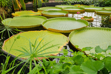 Giant lily pad