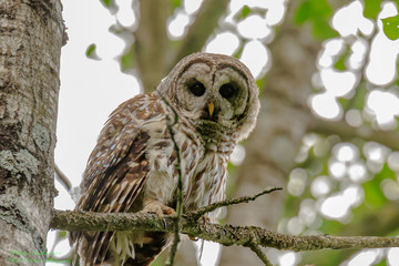 BARRED OWL