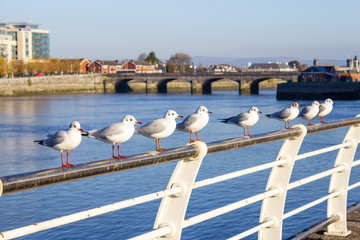 Seagull group resting  in Shannon river