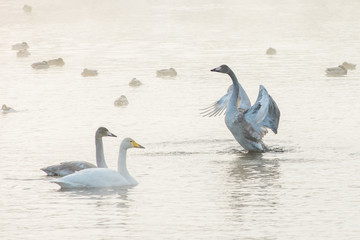 Beautiful white whooping swans swimming in the nonfreezing winter lake. The place of wintering of swans, Altay, Siberia, Russia.