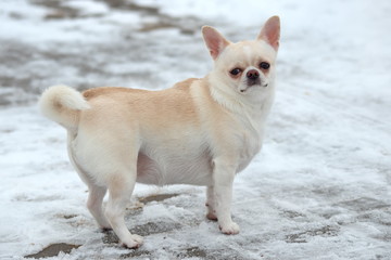 fat funny chihuahua