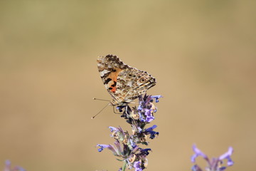Schmetterling