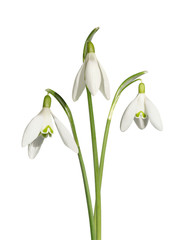 Galanthus nivalis