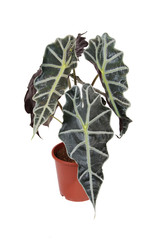 Alocasia polly