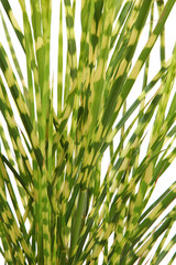 Miscanthus sinensis zebrinus
