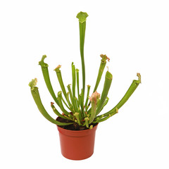 Sarracenia