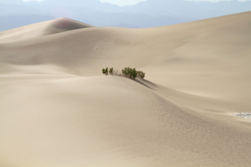 Fototapeta na wymiar Isolated patch of vegetation among the rolling sand dunes at Death Valley National Park, CA, USA